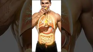 What Happens When You Eat an Orange? | 3D Anatomy #3danatomy #asmr #orange