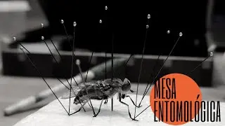 PRIMER VIDEO + MESA ENTOMOLÓGICA