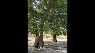 Yasuj (Iran) strange fountain, strange tree   چشمه عجیب درخت عجیب     مکانهای دیدنی ایران - یاسوج