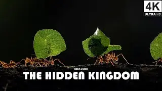 The Hidden Kingdom | Orika Studio