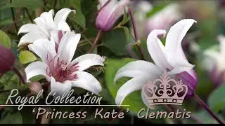 Planting Clematis 'Princess Kate' - Royal Collection Clematis - 2023 blooms |  zone 7b