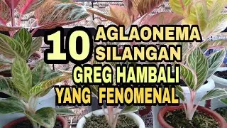 SEJARAH 10 AGLAONEMA SUPER KEREN SILANGAN GREG HAMBALI KOLEKSI WAJIB PECINTA TANAMAN HIAS