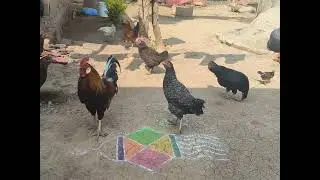 पाळीव कोंबड्या आणि पालनकर्ता नाते.