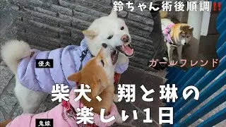 #柴犬＃白柴＃赤柴＃ご飯#散歩＃おともだち＃ヤンチャガール ＃多頭飼い＃犬のいる生活＃癒し＃可愛い#楽しい1日#6ヶ月＃5才＃鬼嫁＃優夫#あそび#日向ぼっこ#甘えん坊#ボール遊び #ガールフレンド