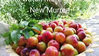 #newMurree #Pakistan #beauty Beauty of New Murree (Pakistan) ❣️🇵🇰