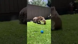 A LEOPARD jumps the fence &mdash; and the house CAT fights back like a BEAST! 😱🐆🐱