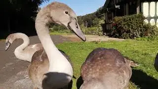 Flapping Practice for the Baby Swans