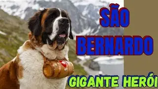 A Incr&iacute;vel Hist&oacute;ria dos C&atilde;es S&atilde;o Bernardo: Her&oacute;is de Resgate!