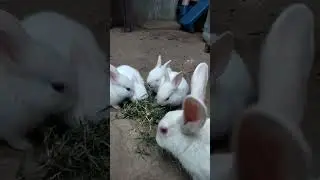 cute rabbit eating grass,,😊#shorts #youtubeshorts#jharkhand