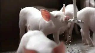 Why You Need Nipple Drinkers At Your Pig Farm 
