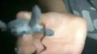 Video shows woman holding baby sea turtle, shining light on hatchlings