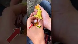 Parrot Laying Eggs... 🦜
