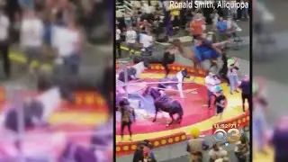 Camel Gets Loose At Circus In Pittsburgh