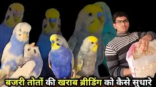 How To Improve Poor Breeding Of Birds? || बजरी तोतों की खराब ब्रीडिंग में सुधार कैसे करें? 🤔 ?
