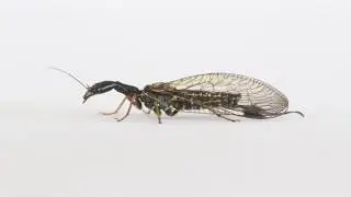 Phaeostigma notata female and male