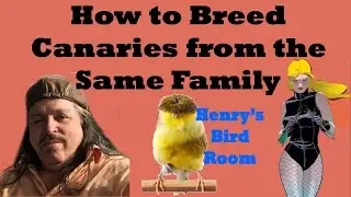 How to Breed Canaries from the Same Family | Henry's Bird Room