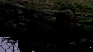 Mating of a mandarin ducks pair 28.9.2016