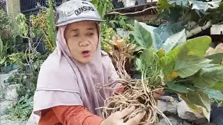 Bongkar Repoting Aglaunema Rotundum Sampai Bonggol-bonggolnya