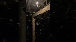 Slow motion play #shortvideo