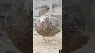 Dunkin Kesy Farm Ayi?#pets #animallover #petlife #farm