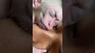 Bịi sleep so cute #monkeys #monkey #monkeysr #cute #funny #animals