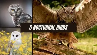 Top 5 Nocturnal Birds In The World