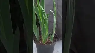 Jardinage: Comment faire la Culture et division d'iris germanica: Plante vivace