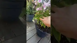 Secure Your Plants with These Stylish Metal Support Stakes!
