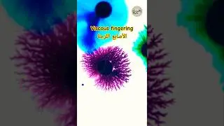 Viscous fingering   تجربة مذهلة الأصابع اللزجة #science #experiment #school #علوم #physics ph