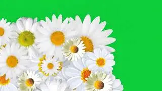 4K Green Screen Transition &ndash; Flowers Overlay