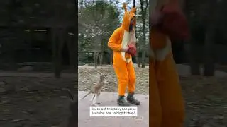 Human in Kangaroo Costume Teaches Baby Roo to Hop #shorts