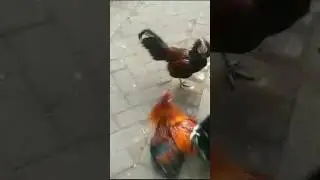 ayam alas F1  asli Sumatra.,sabung ayam