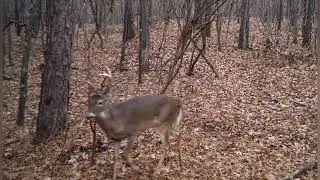 Whitetail Deer on Georgia Public Land. 