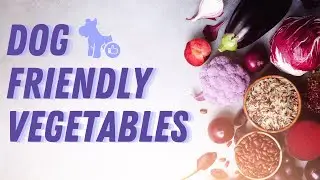 Dog Friendly Vegetables You Should Know About