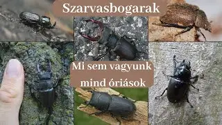 Szarvasbogarak, Európa legnagyobb bogarai. De vajon mindegyik hatalmas?