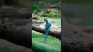 Dr stone in real life