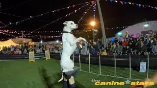 The Canine Stars at the Eastern New Mexico State Fair