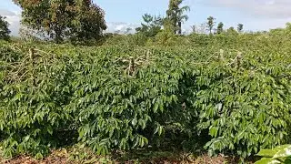 Kondisi Kopi Arabika Setelah 2 Bulan Dilakukan Pemangkasan Berat. 