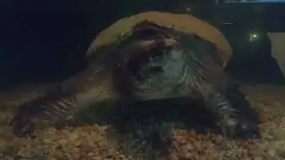 Saw this big guy at the Luray Rescue Zoo!