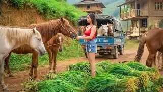 Buying 1000+ Horses From Farmers - Use Truck Transport Horse Goes To Market Sell