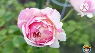 Beautiful  Julie Andrieu rose in my backyard  garden