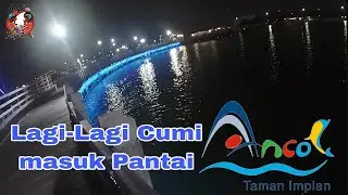 CUMI ANCOL MULAI MENAMPAKAN DIRI LAGI