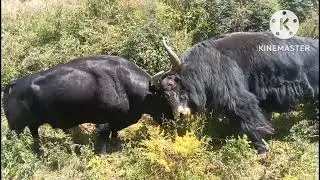 (37) Bull and Yak Fight || Yak and Yak fight || bull and bull fight || compilation  #tdvideo