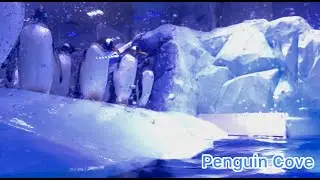 Penguin Cove I Fish Feeding I DUBAI MALL AQUARIUM