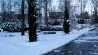 Italian Cypress after a snow.