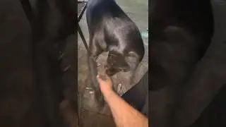 Playtime Paw-posal: My Lab Won&rsquo;t Take No!