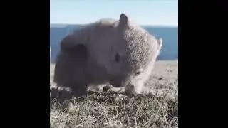 Did You Know Wombat Poop is Square?