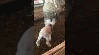😅agnello pecora lamb sheep cat dog pollo cane gatto videos uteka