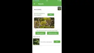 PlantSnap identifies a Rhus longispina (Searsia longispina)