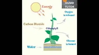 Essential Factors for Photosynthesis: the Secrets of Plant Energy Production